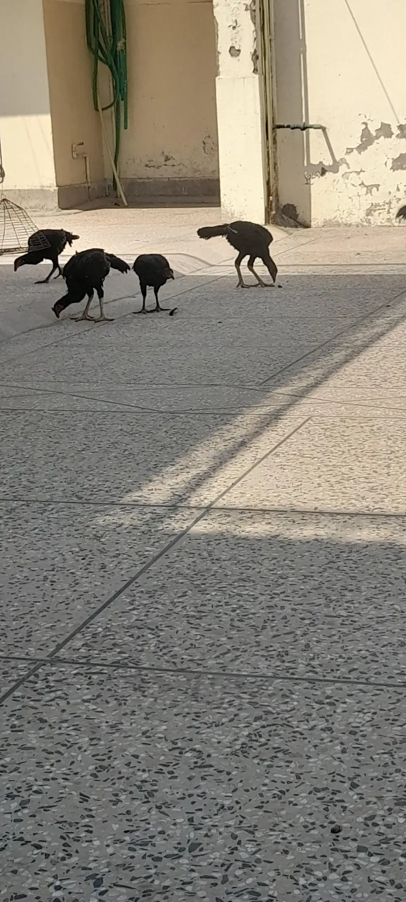 aseel birds 3 nar 2 madia black sindi home. breed — photo 6