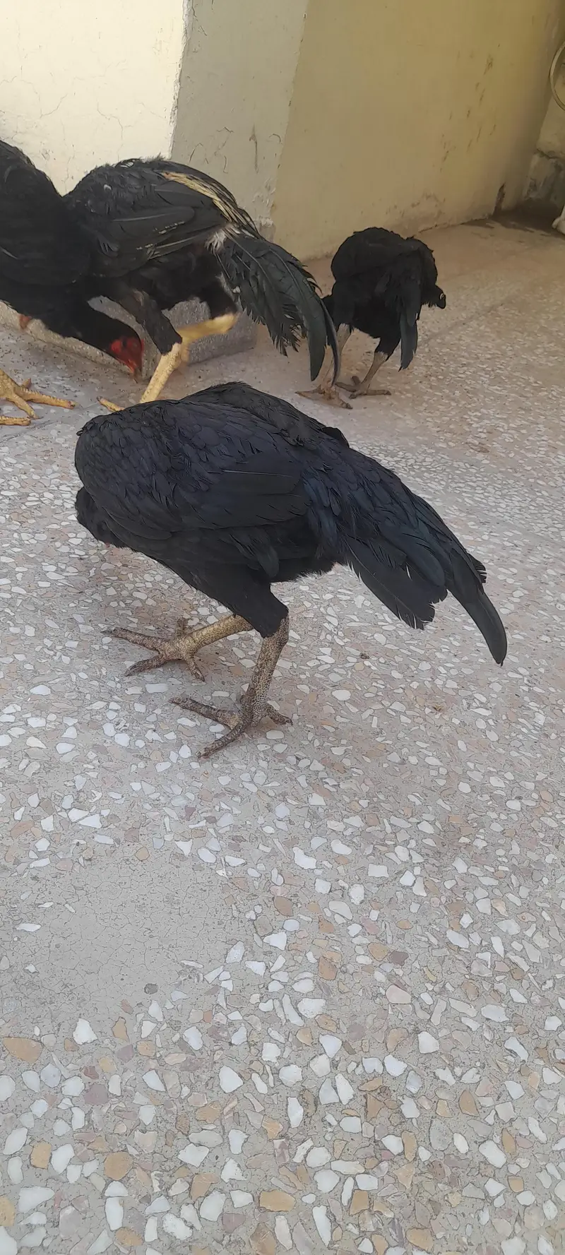 aseel birds 3 nar 2 madia black sindi home. breed — photo 7