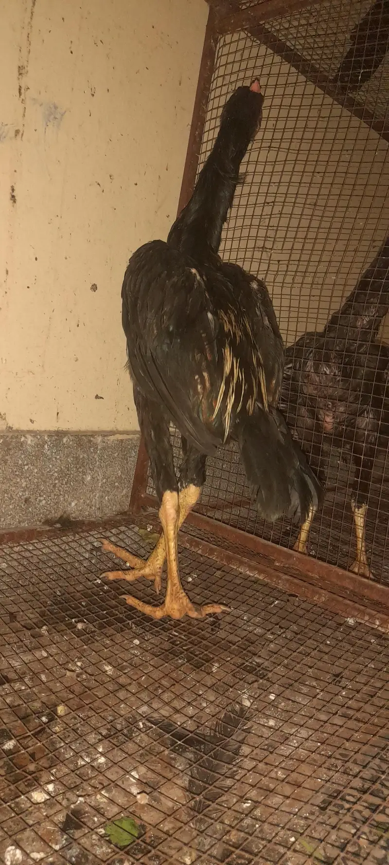 aseel birds 3 nar 2 madia black sindi home. breed — photo 8