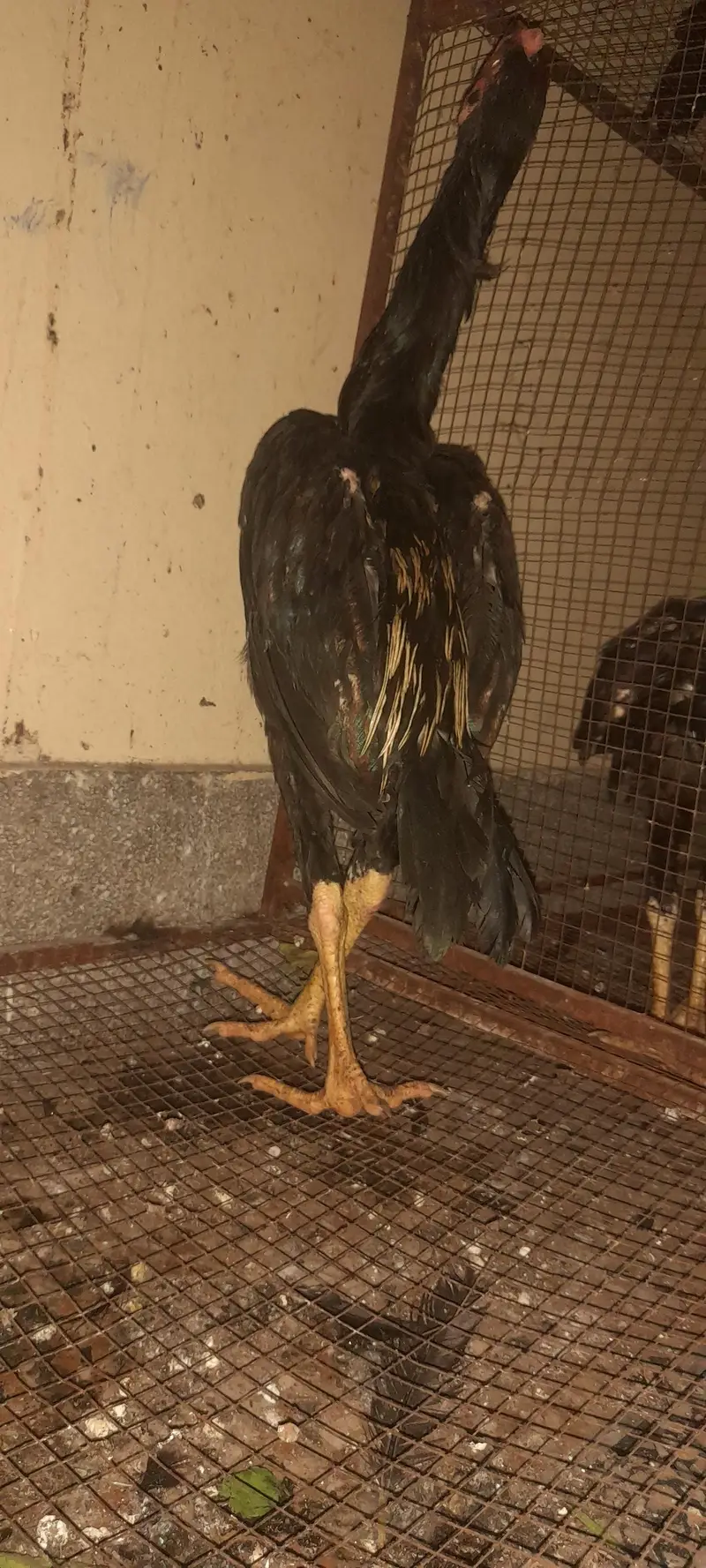 aseel birds 3 nar 2 madia black sindi home. breed — photo 9