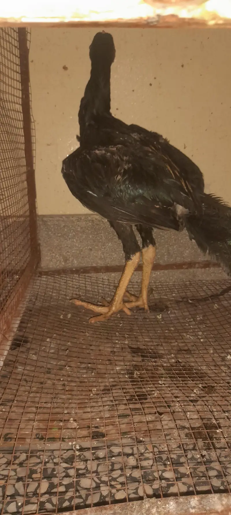 aseel birds 3 nar 2 madia black sindi home. breed — photo 10