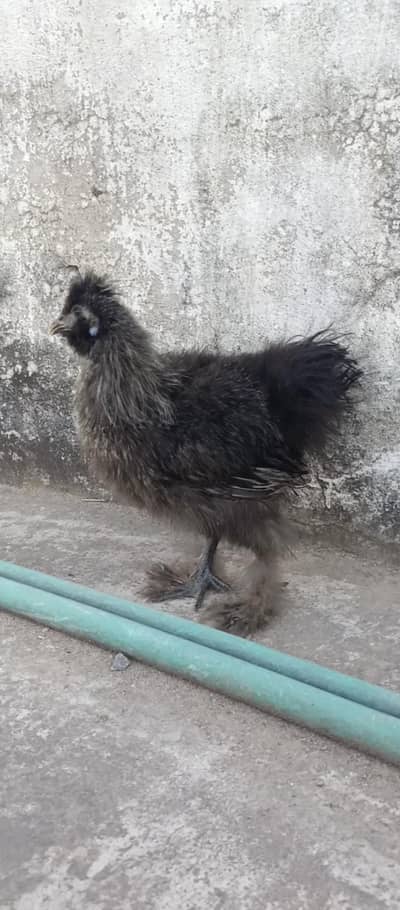 2 Black Silki Male