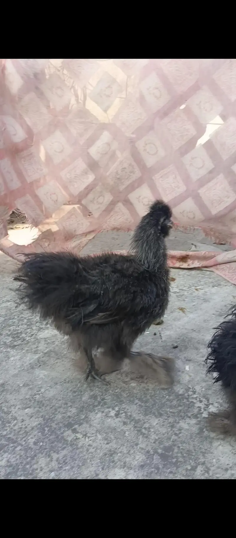 2 Black Silki Male — photo 2