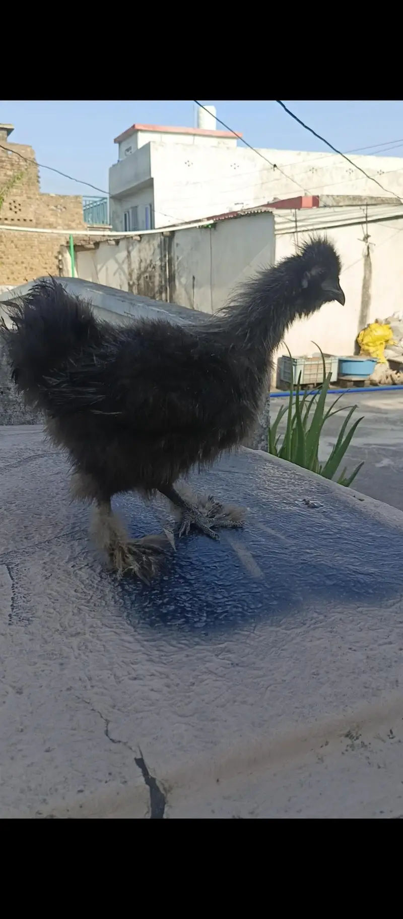 2 Black Silki Male — photo 3