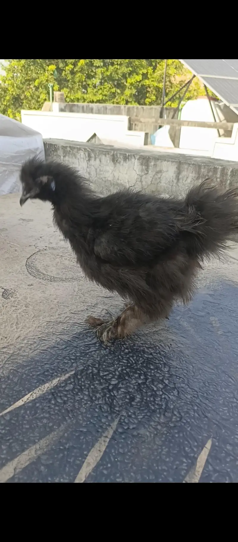 2 Black Silki Male — photo 4