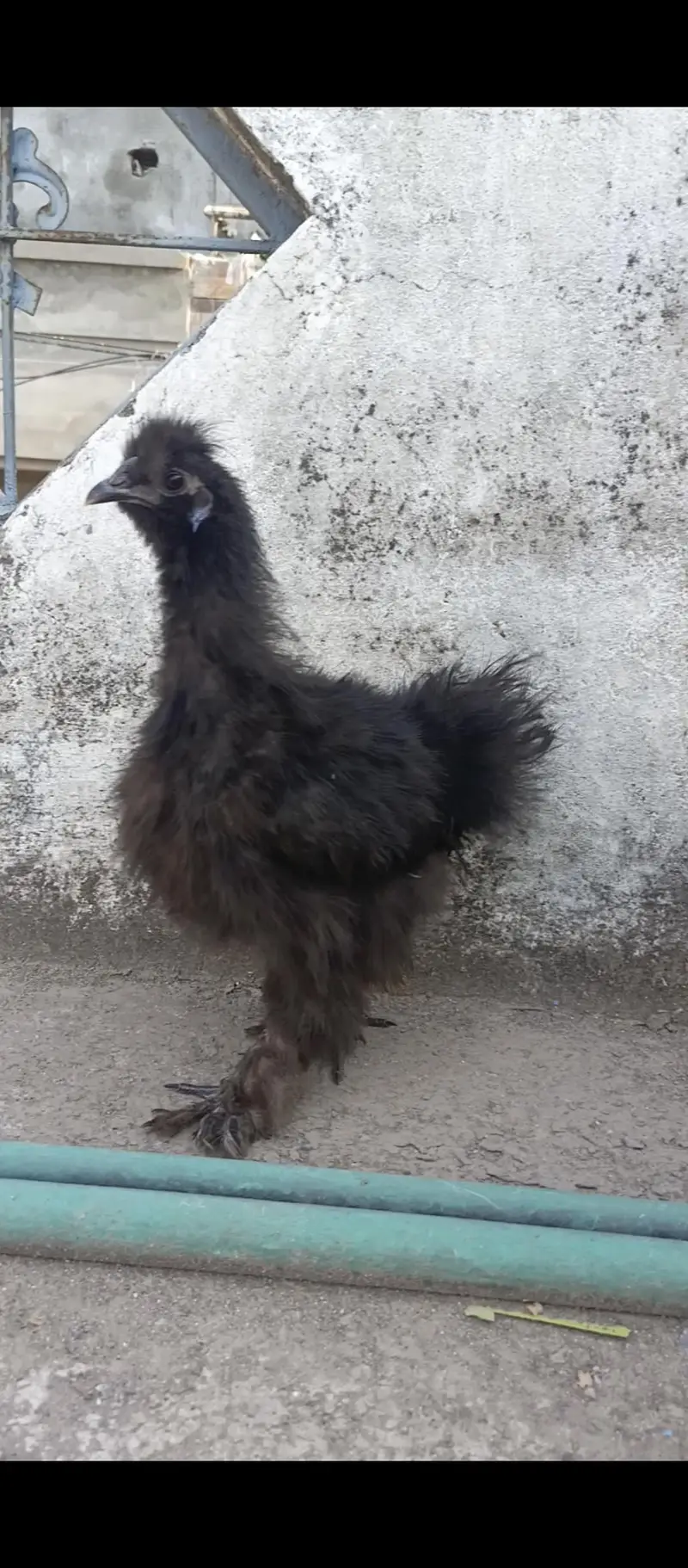 2 Black Silki Male — photo 5