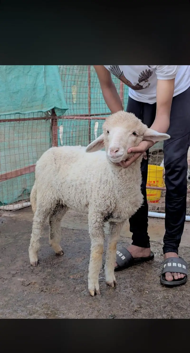 Longtail Male Female — photo 2