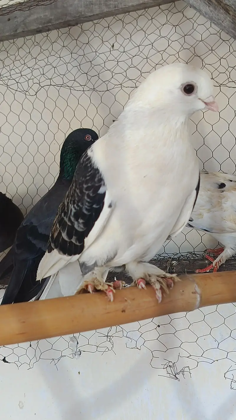 sentient breeder  pair — photo 3