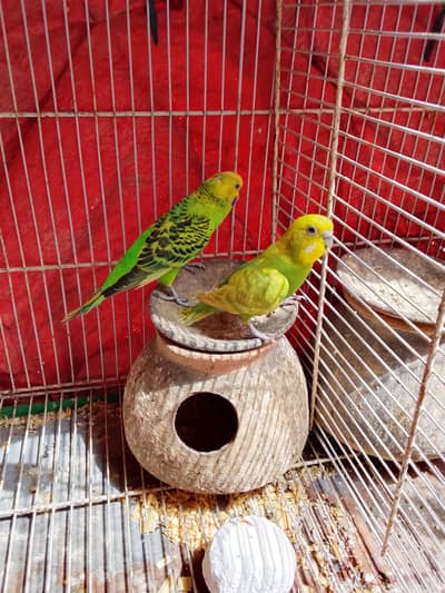 Australia badgies breeder pair available
