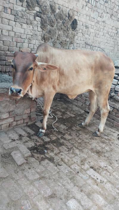 Urgent Sale Female Bachri Almost Ready To Heat