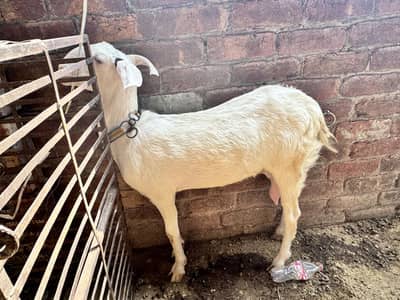 1 Bakri 2 baChye hay