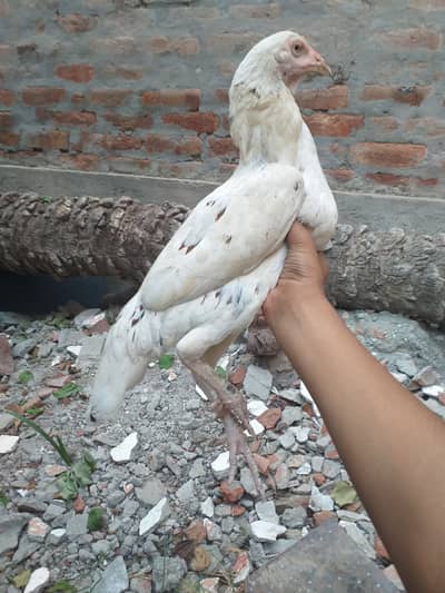 Highest quality aseel trio for sale