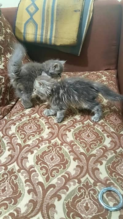 Triple coated long hair punch faced persian kittens