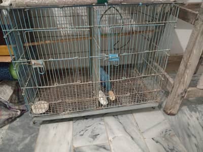 Cage + pair love birds with egg