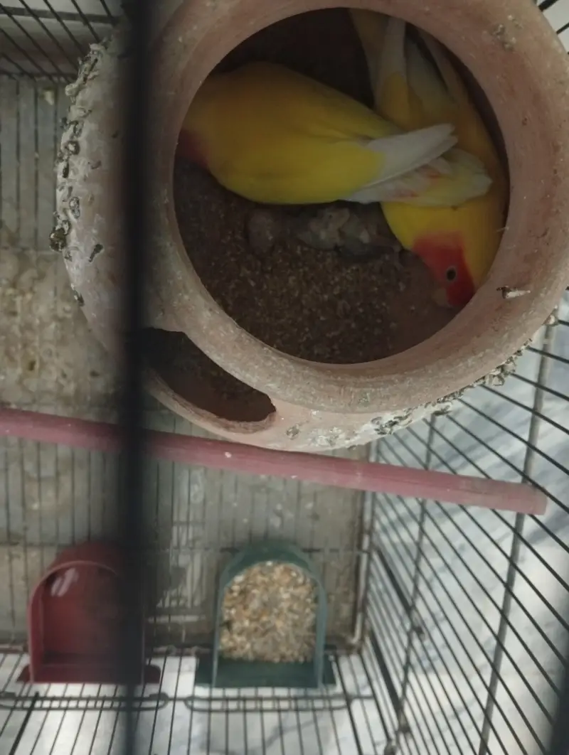 Cage + pair love birds with egg — photo 2
