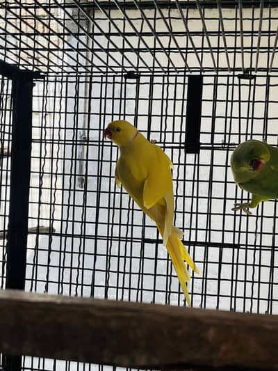 Yellow, Cremino & Green
