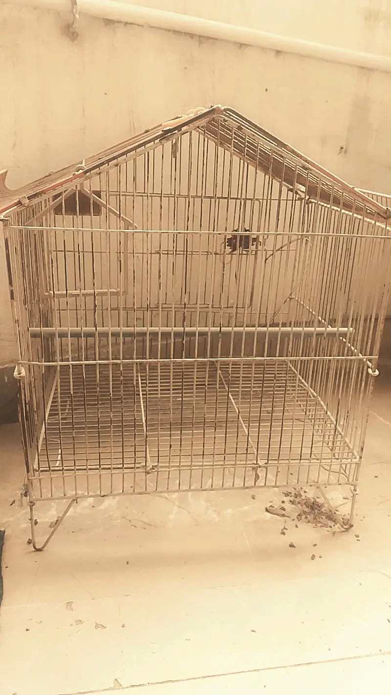 Bird Cage