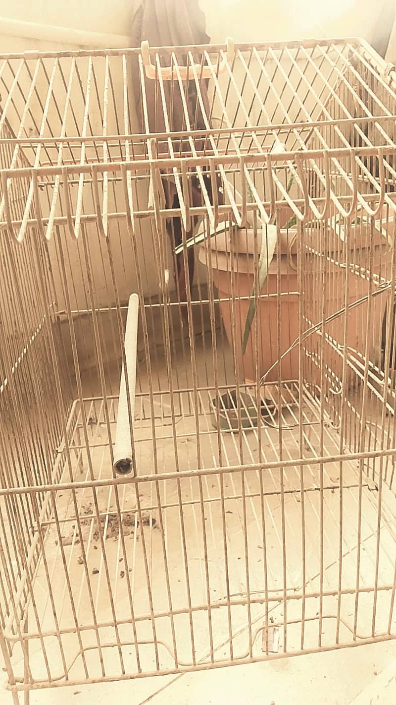 Bird Cage 2