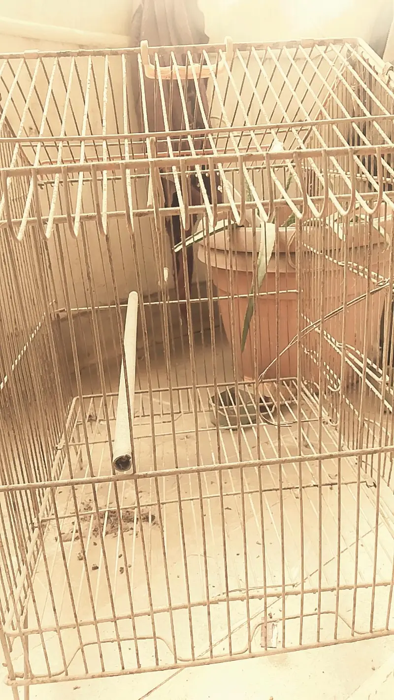 Bird Cage — photo 3