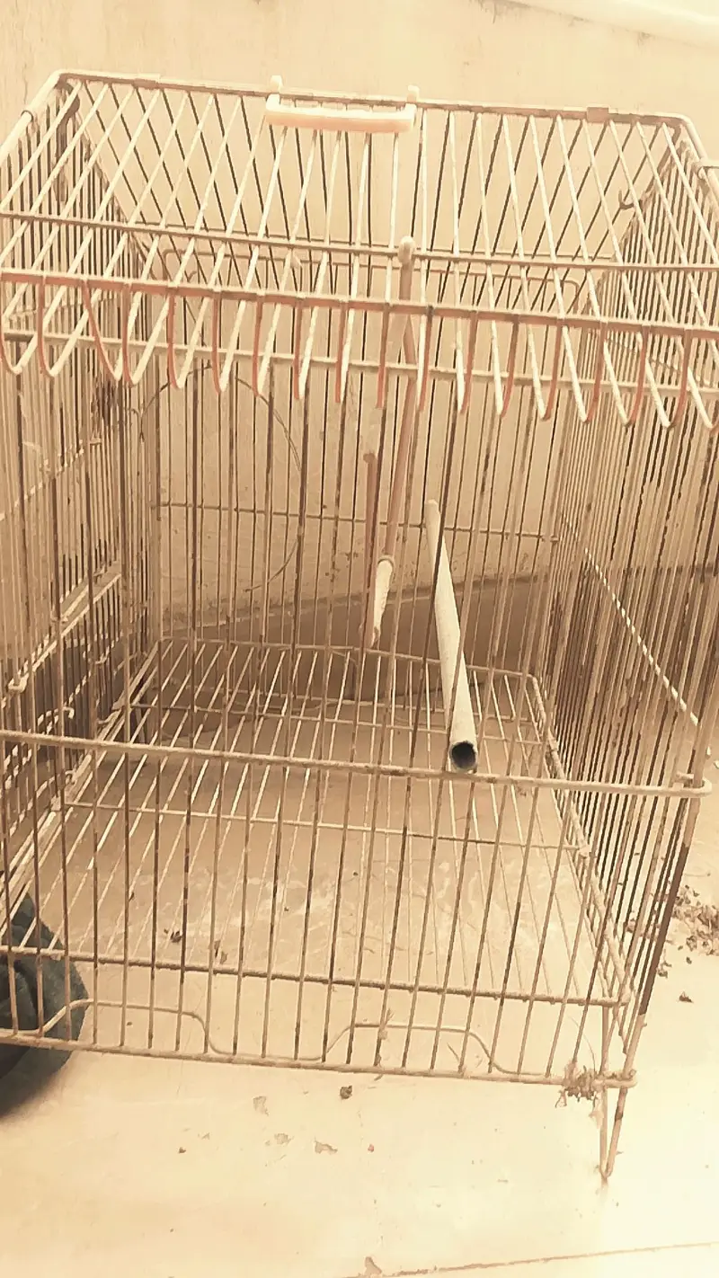 Bird Cage — photo 4