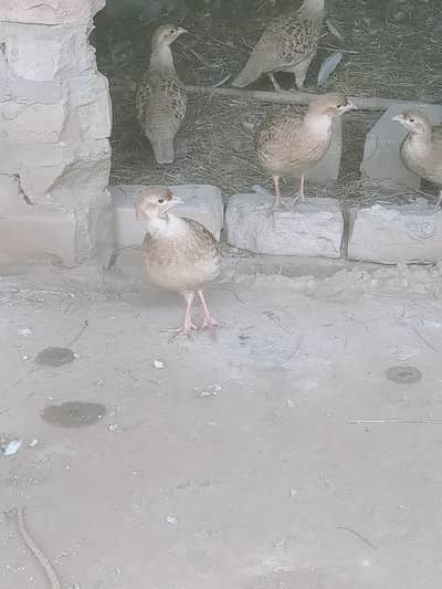 Irani teeter breeder