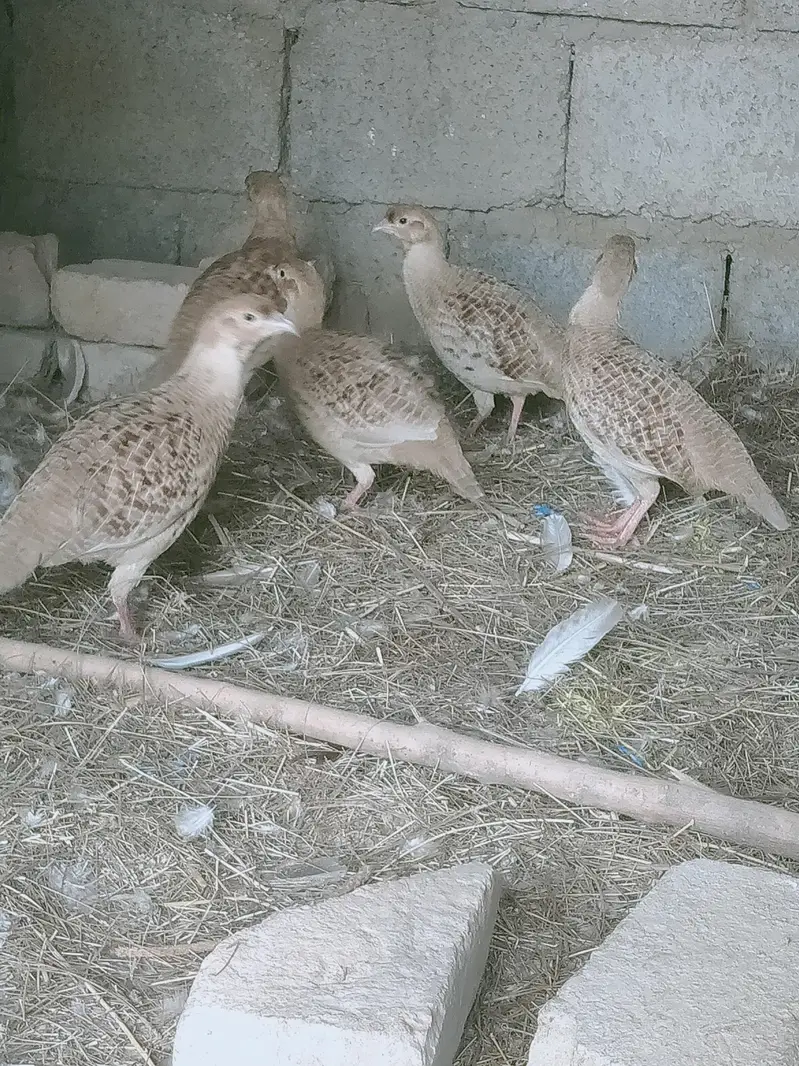 Irani teeter breeder — photo 2