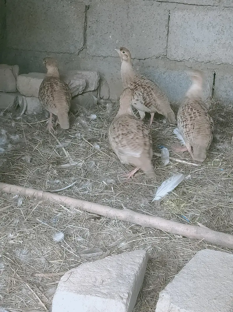Irani teeter breeder — photo 3