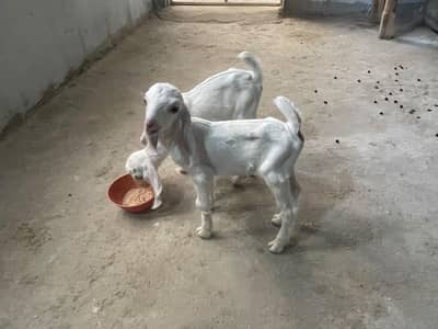 Goats with babies for sell