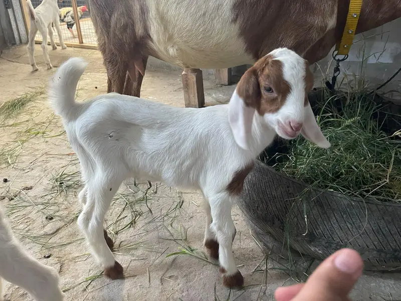 Goats with babies for sell — photo 2