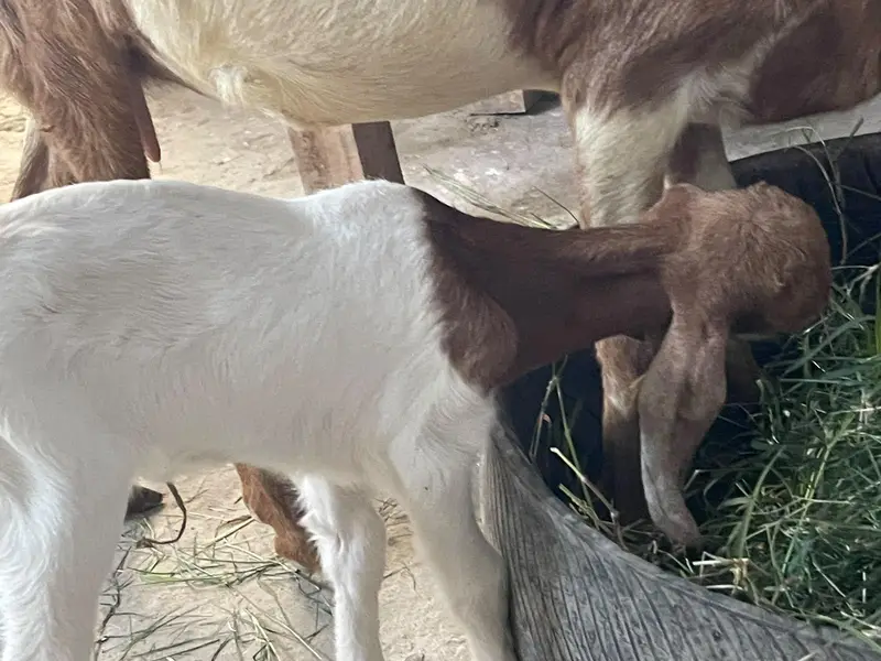 Goats with babies for sell — photo 3