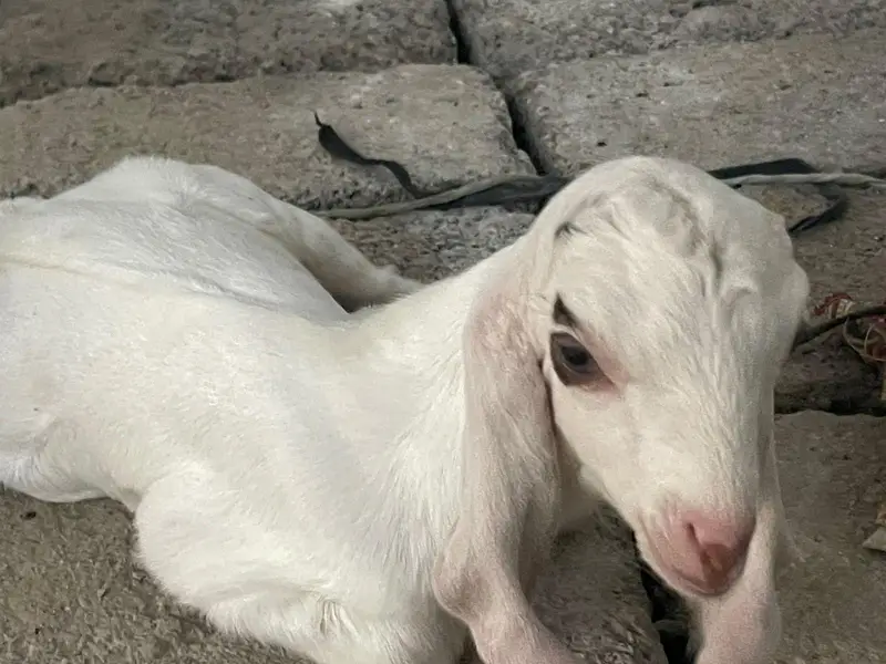 Goats with babies for sell — photo 4