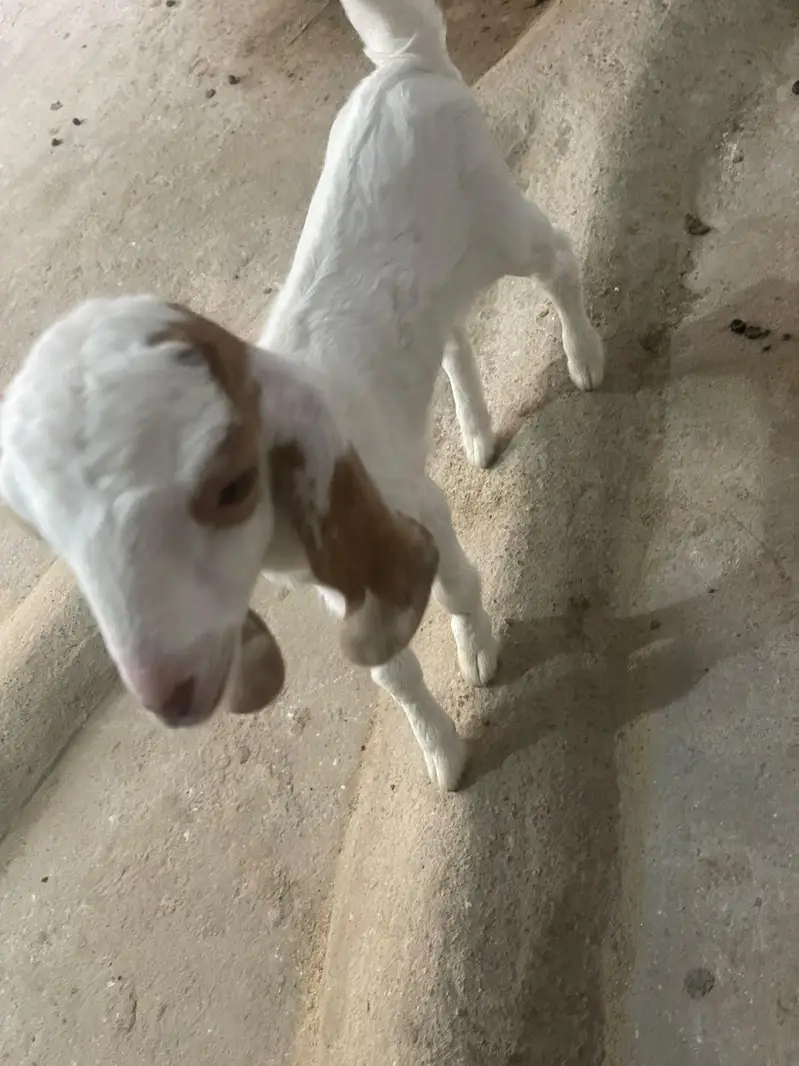 Goats with babies for sell — photo 5