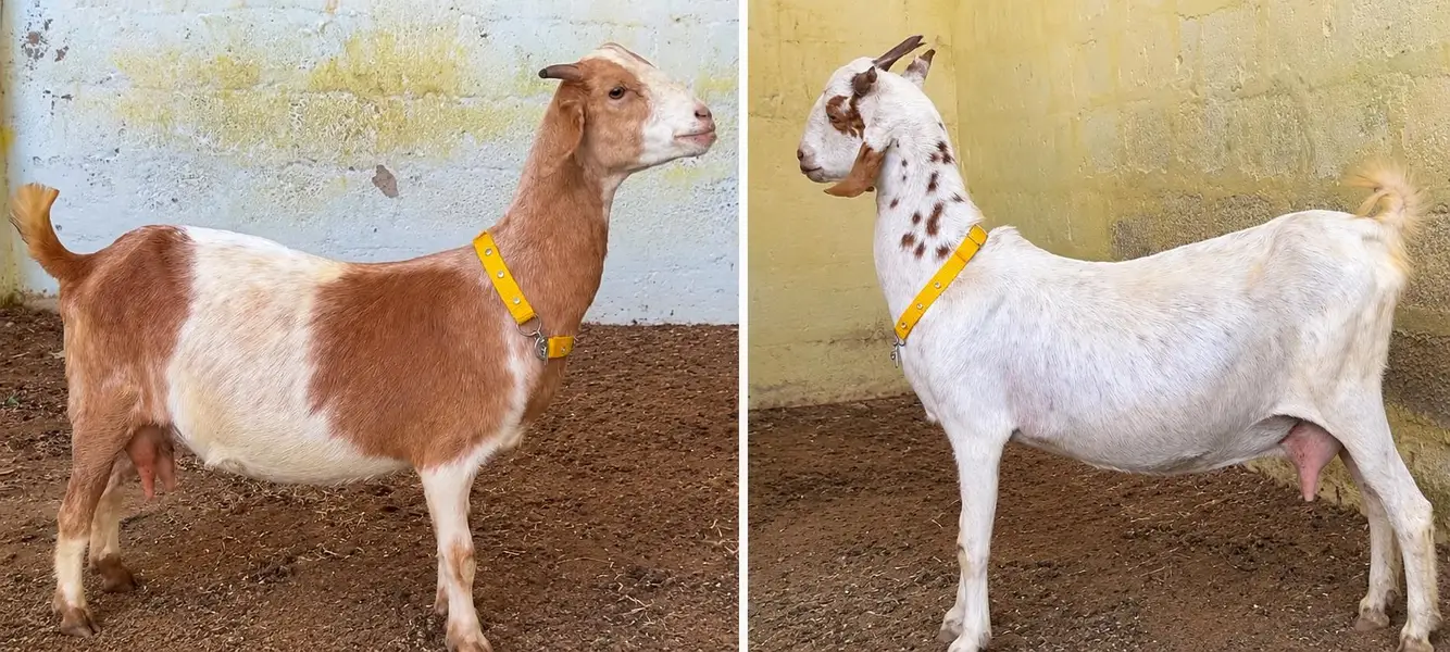 Goats with babies for sell — photo 6