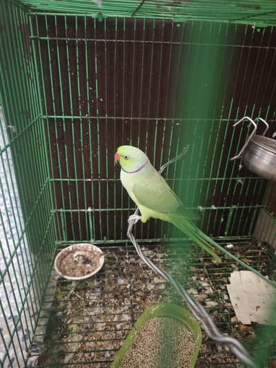 Active and healthy Bolta Hai