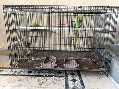 green parrot for sale