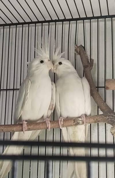 good breding healthy and Activ pair