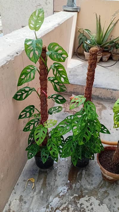 monstera broken heart money plant