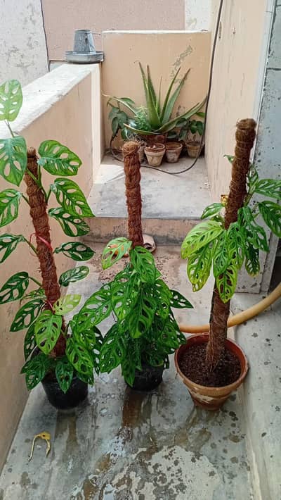 monstera broken heart money plant