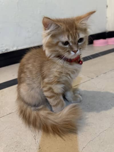 Persian female 2 months