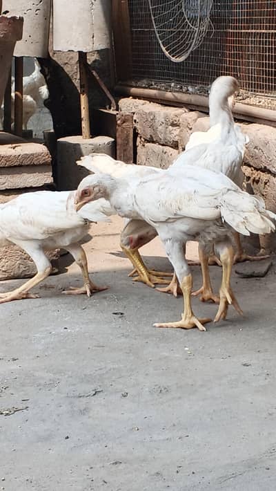 white o shamo aseel chicks urgent for sell