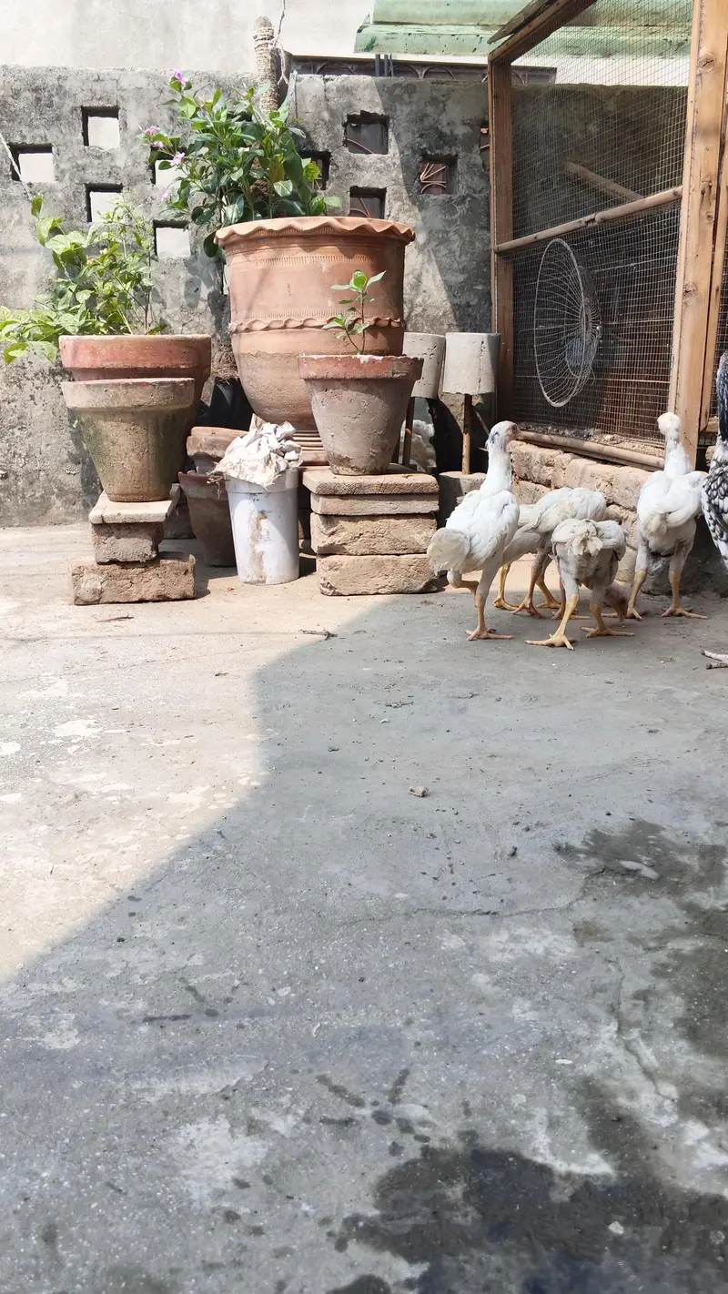 white o shamo aseel chicks urgent for sell — photo 2