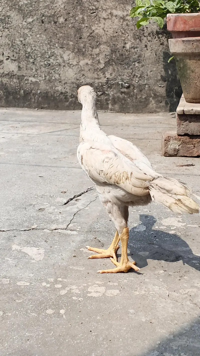 white o shamo aseel chicks urgent for sell — photo 3