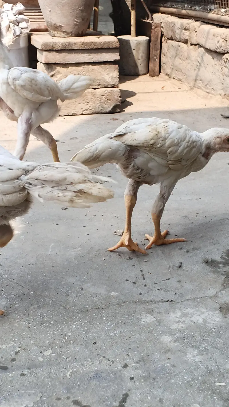 white o shamo aseel chicks urgent for sell — photo 4