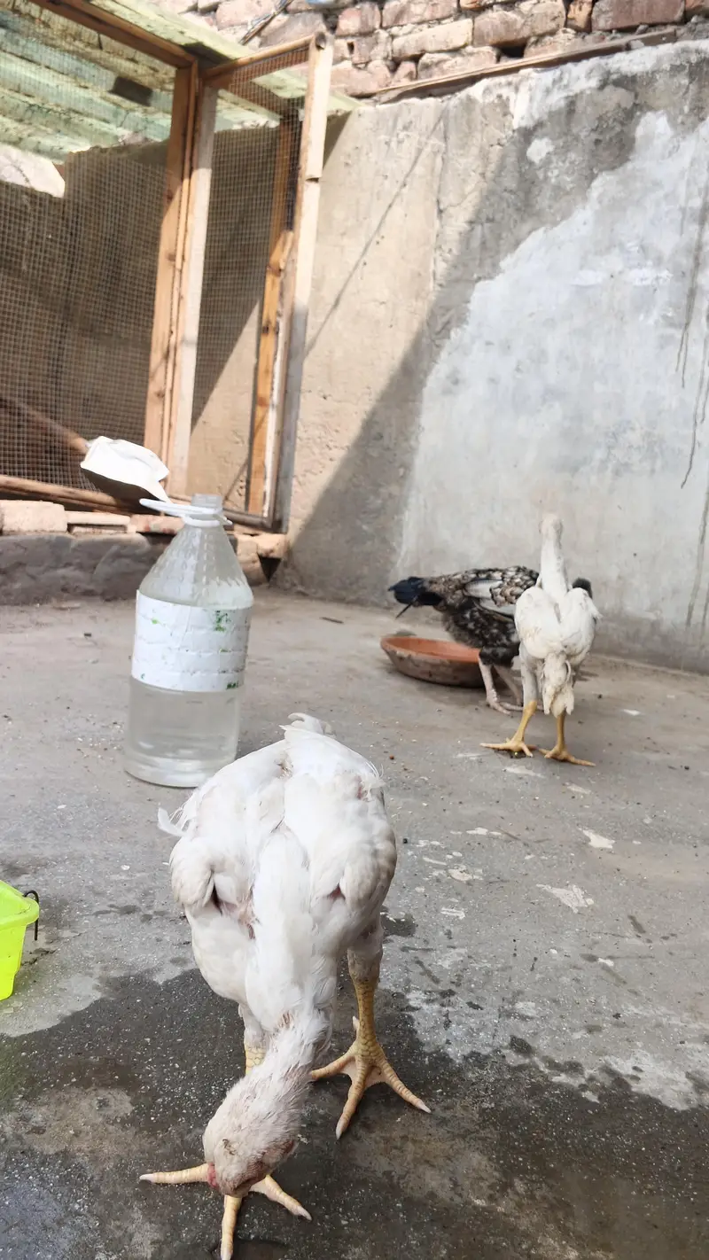white o shamo aseel chicks urgent for sell — photo 5