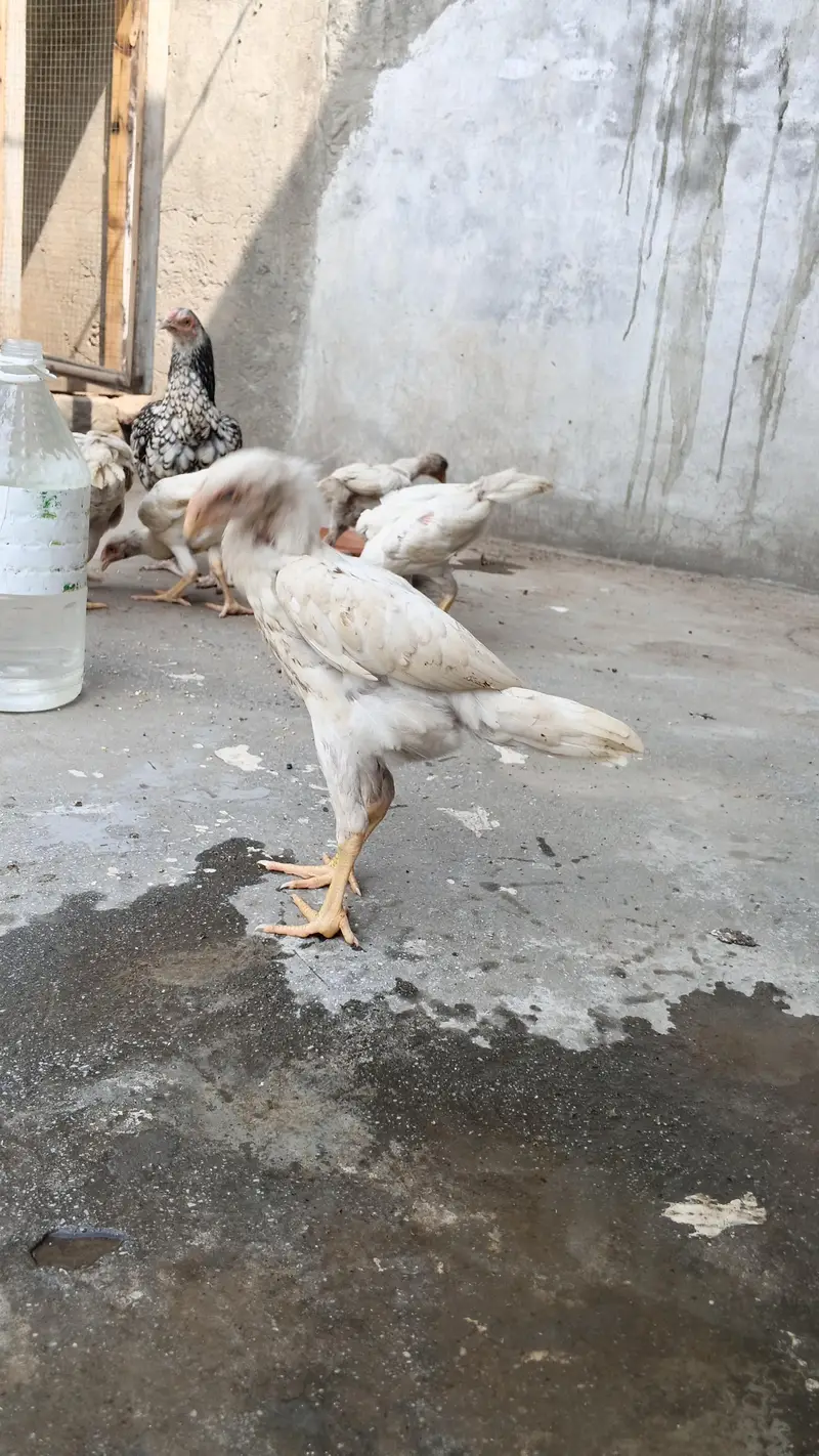 white o shamo aseel chicks urgent for sell — photo 6