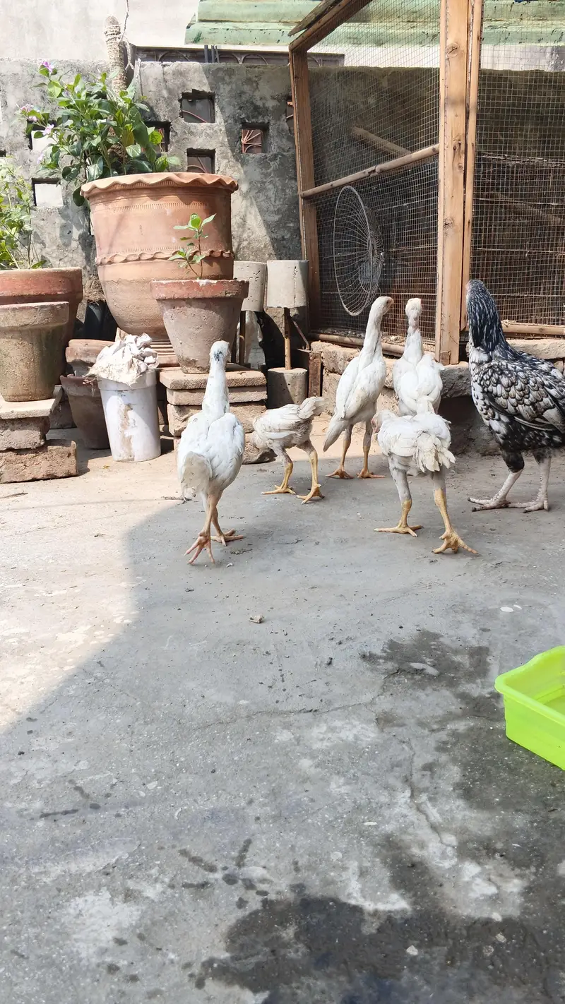 white o shamo aseel chicks urgent for sell — photo 7