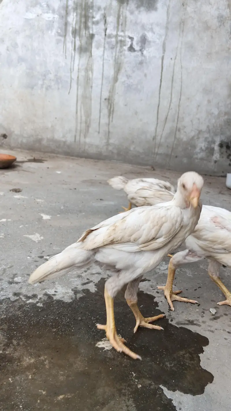 white o shamo aseel chicks urgent for sell — photo 8