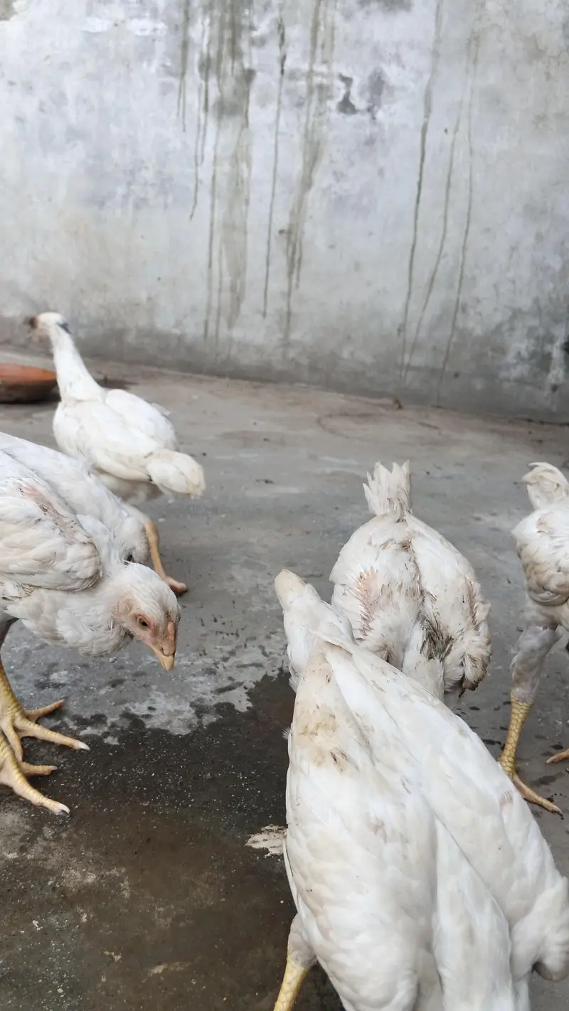 white o shamo aseel chicks urgent for sell — photo 9