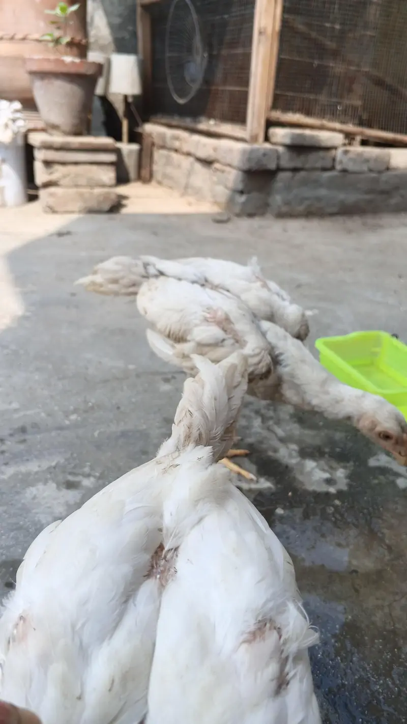 white o shamo aseel chicks urgent for sell — photo 10