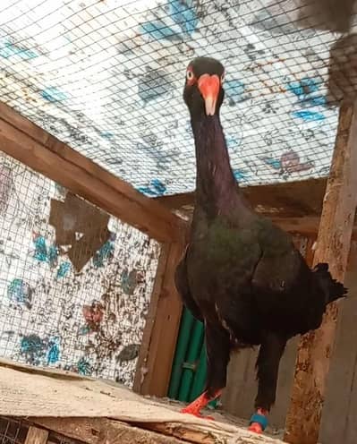 Black Self Denish Breeder female